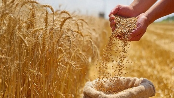 درخواست افزایش قیمت گندم به ۴۰ هزار تومان درخواست افزایش قیمت گندم به ۴۰ هزار تومان