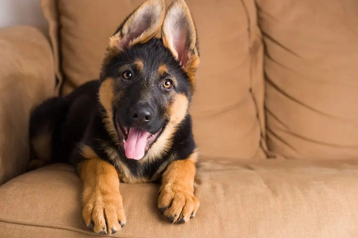 German Shepherd Puppies For Sale In India German Shepherd Puppies For Sale In India